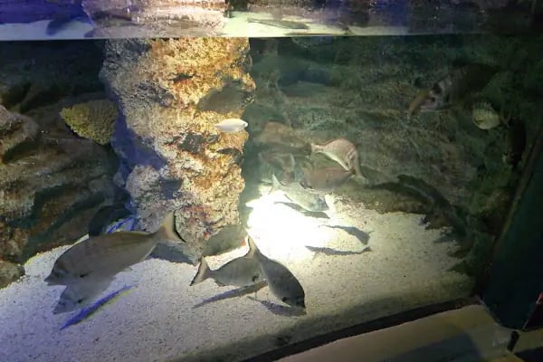 Emaar Square Aquarium World - Akvaryum - Resim 18