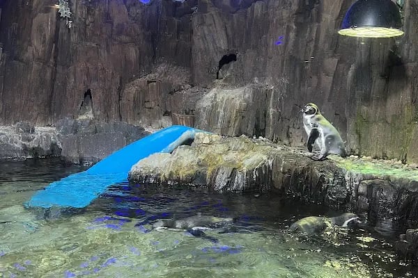 Emaar Square Aquarium World - Akvaryum - Resim 6