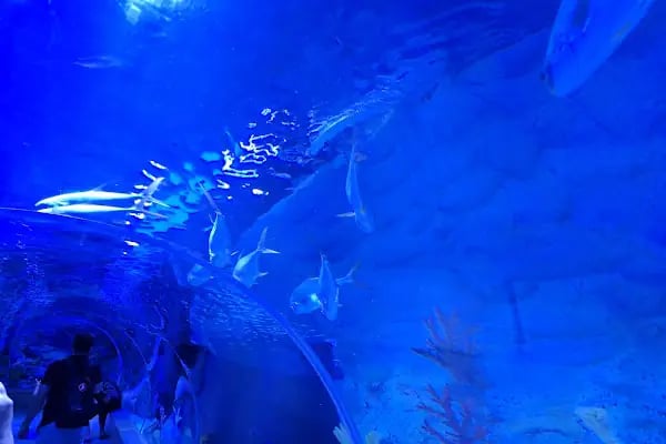 Emaar Square Aquarium World - Akvaryum - Resim 2