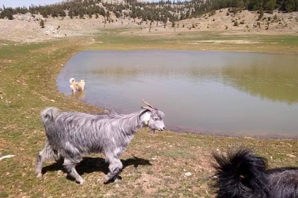 Kocayayla doga koruma ve milli park - Resim 3