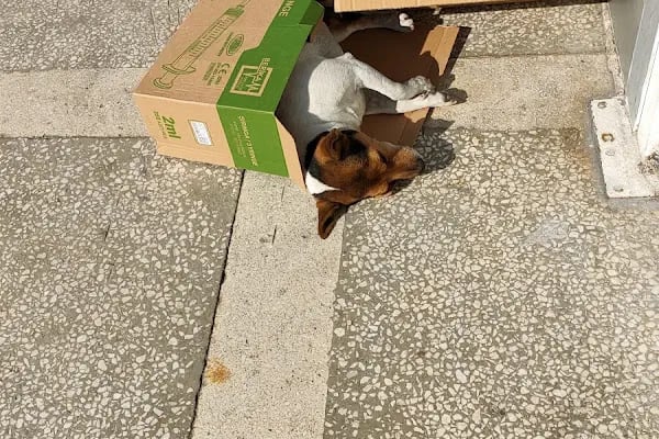 Yeni Başkent İlaç Ve Hayvancılık Veteriner kliniği - Resim 3