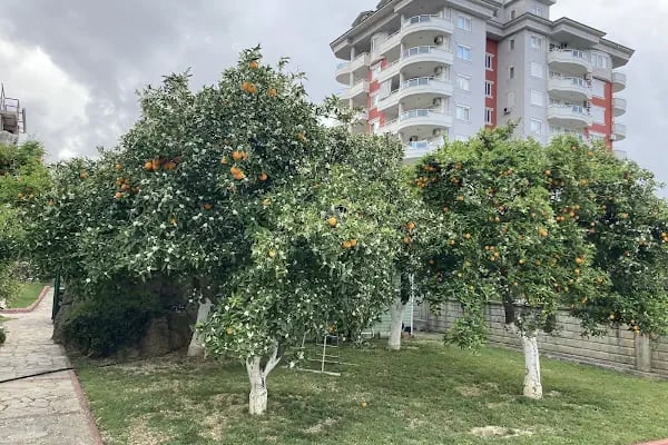 Lemon Garden Sitesi - Resim 10