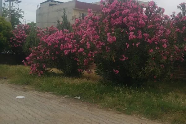 Akçakale Belediyesi Şht. Jandarma Astsubay Çavuş Halil Kanat Parkı - Resim 10