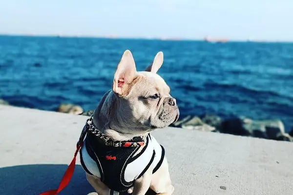 Nefes petshop - Resim 8