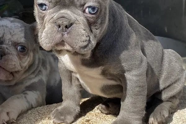 Nefes petshop - Resim 9