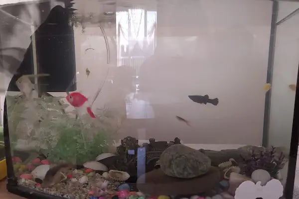 Derin Petshop - Resim 5