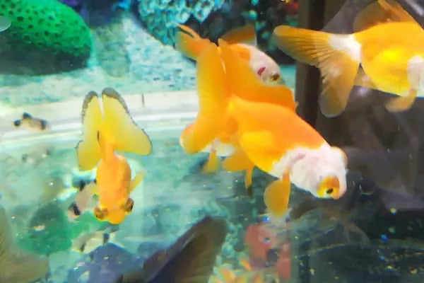 Derin Petshop - Resim 12