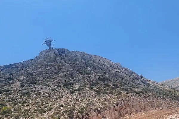 Eroğlu Nuri Türbesi - Resim 11
