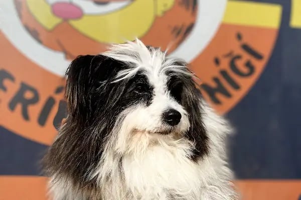 Garfield Veteriner Kliniği | Diyarbakır - Resim 2