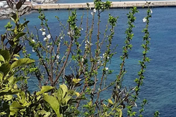 Seval Ablanın Yeri - Resim 15