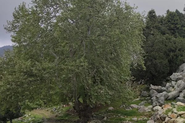 Yunak Pınarı - Resim 5