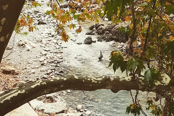 Üzümdere Melas Restaurant - Resim 13