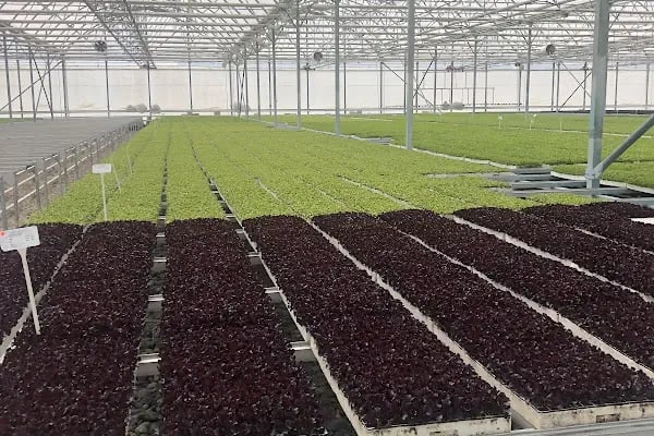 BEY FİDE (BEYLERBEYİ TARIM GIDA HAYVANCILIK NAKLİYAT TİCARET LTD.ŞTİ.) - Resim 3