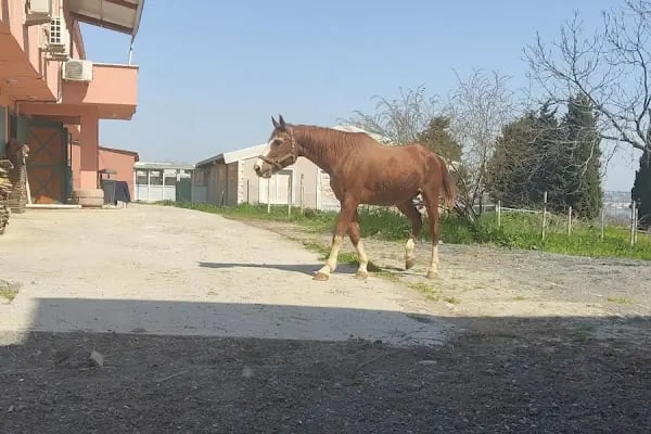 İstanbul Üniversitesi - Cerrahpaşa Veteriner Meslek Yüksekokulu - Resim 1