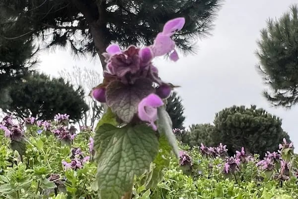 Arnavutköy Şehir Parkı - Resim 19