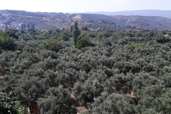 Özel Arı Sitesi - Resim 14