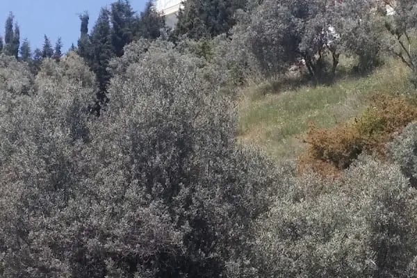 Gülizar Sitesi - Resim 5