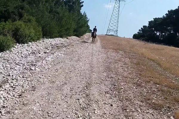 Bornova Karaçam Binicilik - Resim 8