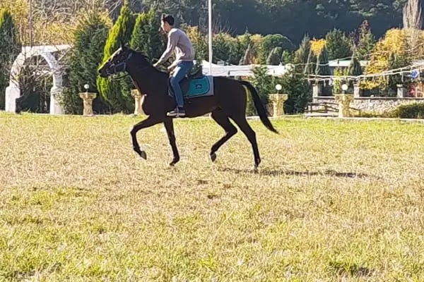 Bornova Karaçam Binicilik - Resim 18