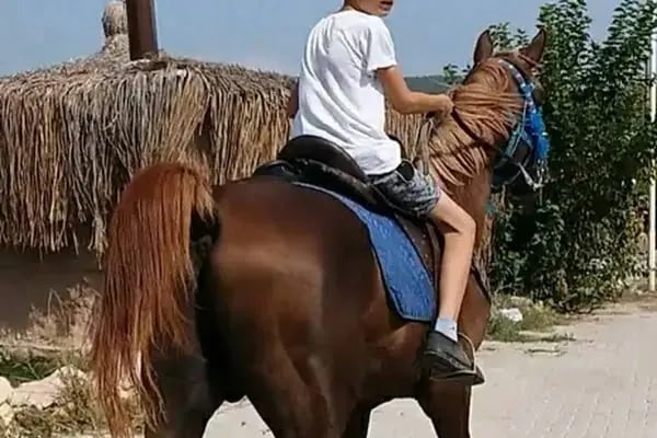 Bornova Karaçam Binicilik - Resim 19