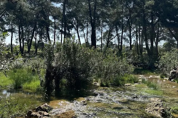 Düzler Çamı Milli Parkı - Resim 5