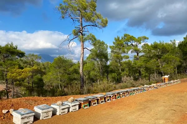 Düzler Çamı Milli Parkı - Resim 10