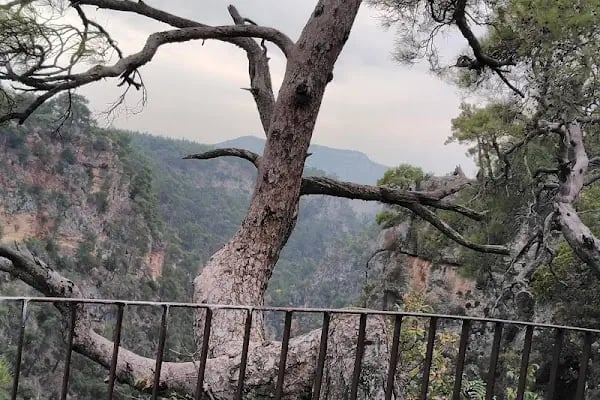 Düzler Çamı Milli Parkı - Resim 15