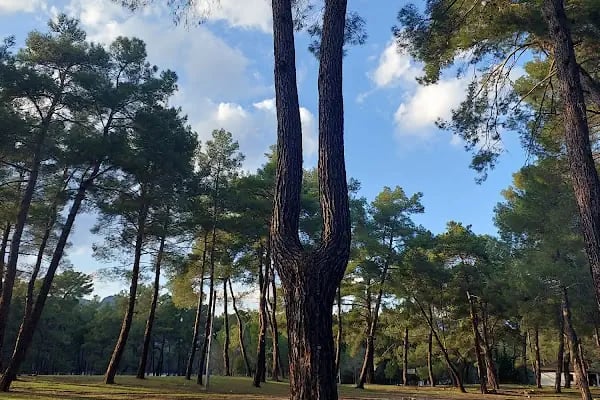 Düzler Çamı Milli Parkı - Resim 3