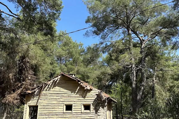 Düzler Çamı Milli Parkı - Resim 14