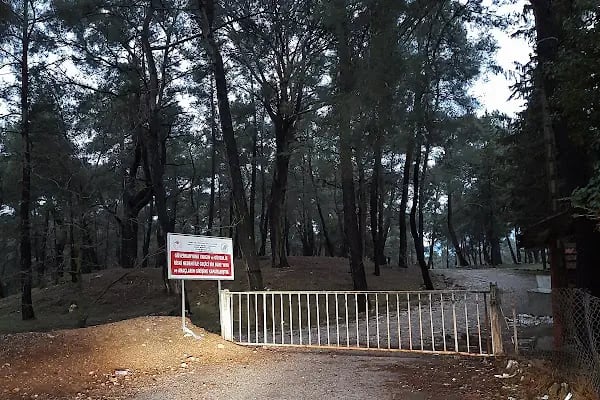 Düzler Çamı Milli Parkı - Resim 6