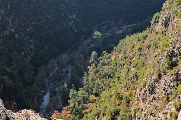 Düzler Çamı Milli Parkı - Resim 4
