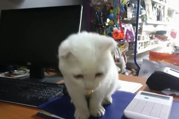 Nazım Akvaryum PetShop - Resim 18