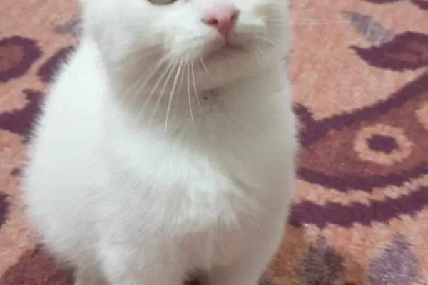 Nazım Akvaryum PetShop - Resim 9