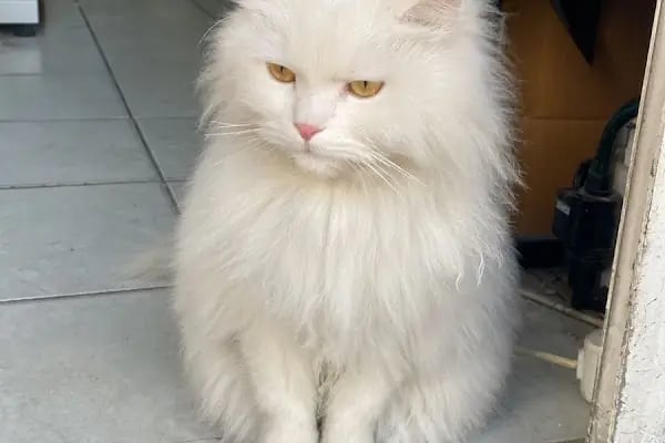 Nazım Akvaryum PetShop - Resim 15