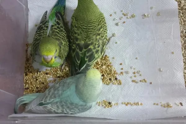 Nazım Akvaryum PetShop - Resim 17