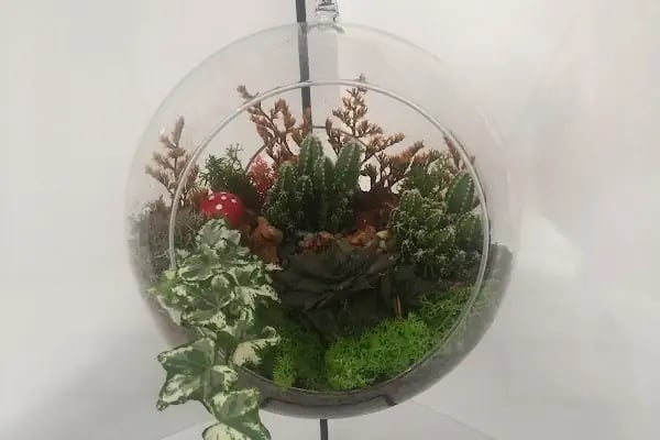 Paşa Çiçekçilik - Resim 7