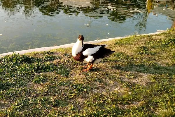 Akhisar Semt Parkı - Resim 5