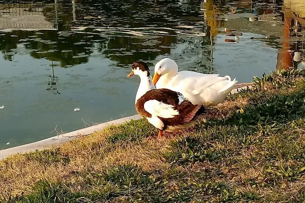 Akhisar Semt Parkı - Resim 2