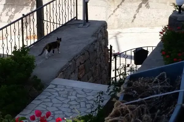Turgutça 3 Evleri - Resim 4