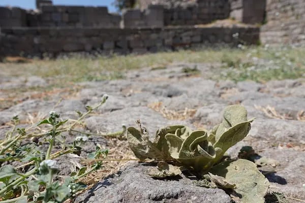 Büyük Sunak Yukarı Agora - Resim 18