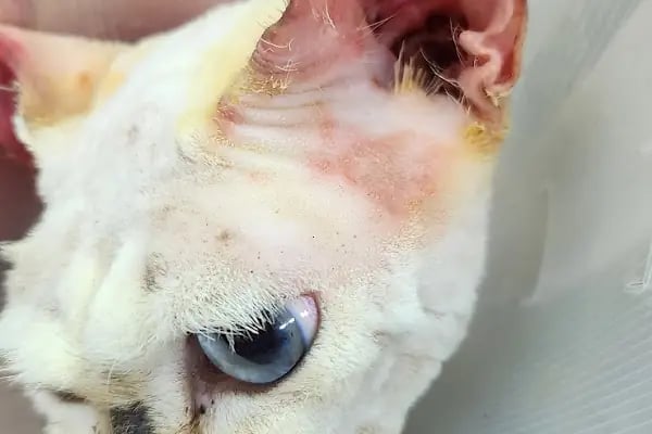 Ateş Veteriner Kliniği - Resim 4