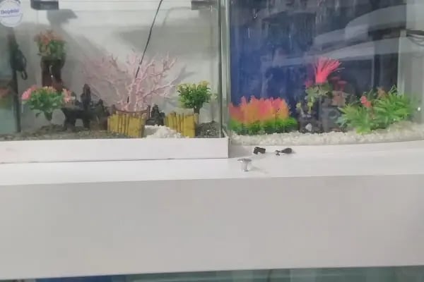 Bahçe &amp; Pet Market - Resim 13