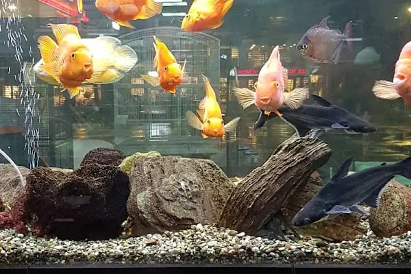 Bahçe &amp; Pet Market - Resim 3