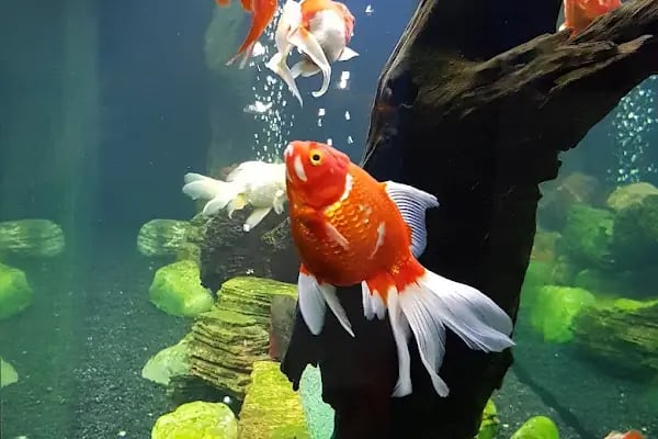 Bahçe &amp; Pet Market - Resim 16