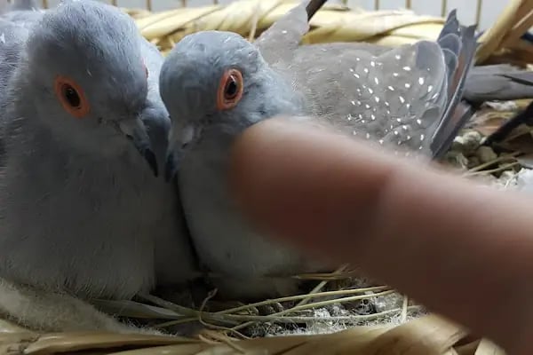 Doğa Pet Shop - Resim 3