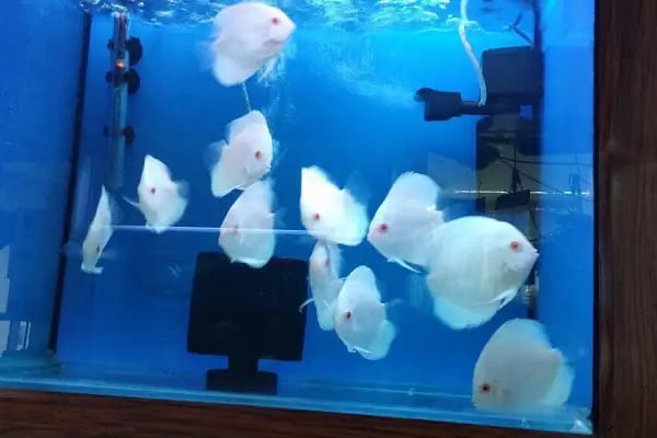 Doğa Pet Shop - Resim 7