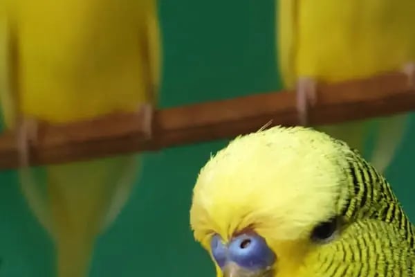 Cebeci Petshop Evcil Hayvan - Resim 3