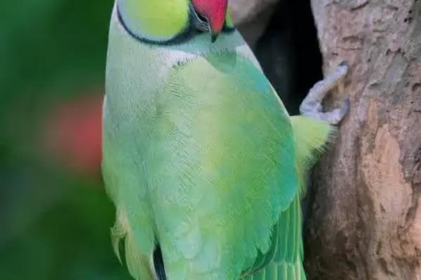 Cebeci Petshop Evcil Hayvan - Resim 2