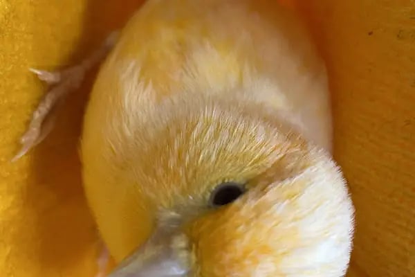 Cebeci Petshop Evcil Hayvan - Resim 5