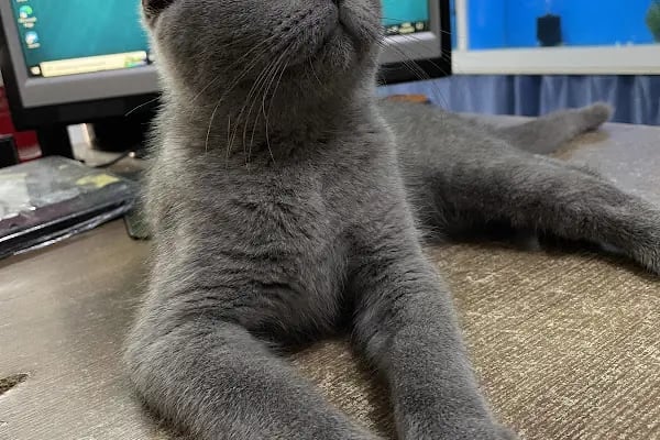 Cebeci Petshop Evcil Hayvan - Resim 4